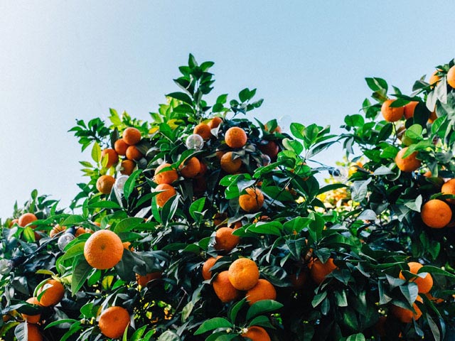 Pohon jeruk adalah pohon buah yang selalu hijau dengan cabang dan daun rimbun, menghasilkan buah manis dan berair dengan aroma menyegarkan—layaknya pengalaman menarik di **Kaiko Slot**, di mana setiap putaran membawa kesegaran, keberuntungan, dan kepuasan bagi para pemainnya.